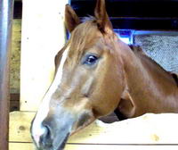 J'ai un  cheval en demi pension il est alezan ,il est de race quater horse,il a 5 ans,il est un peu tetu mais c'est ce que j'aime chez lui, il est...