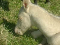 Alors Voila!

Mon cheval s'apelle Tapioca, c'est un QH de 2 ans enregistr&eacute;.  Il est  blanc avec ses 2 yeux bleus per&ccedil;ants!  Il galope comme une...