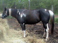 Salut, bon moi j'ai 2 chevaux, j'ai une jument de 7 ans de race Paint horse, elle est Black tobiano enregistr&eacute;, c'est une jument de reining qui va ce...