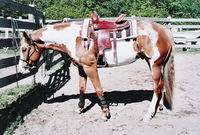 Et LDF Kenos Ratchett, Guilding de 4 ans