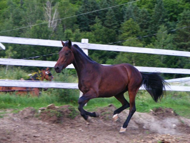 Voici mon Enzo, en feu!
C'est un hongre, il a 3 ans et est de race appendix :)

