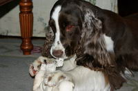 moi j'ai un &eacute;pagneul anglais (english springer spaniel)    
 
il adore &ecirc;tre a l'&eacute;curie mais s'approche un peu trop des chevaux! il...