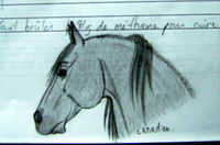 Un cheval canadien que j'ai encore fait dans mon cahier d'&eacute;cole... vive la chimie .