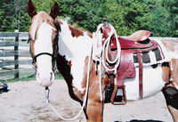 Oui les Paints et les quarter sont semblable, mais plus le temps passe et plus il y a des lign&eacute;es et conformation sp&eacute;cifique au Paint horse qu'il n'y...