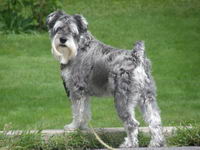 Et un schnauzer nain de 7 ans.
