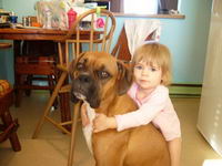 salut ,
moi j ai une femelle boxer 1ans elle est super gentille avec les enfants et avec les chevaux aussi.
ce sont des chiens qui ont beaucoup d...