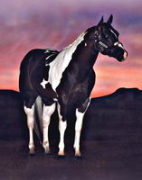 Le tobiano est une robe de paint. Il y a d&eacute;j&agrave; eu un sujet la dessus dans un autre post.