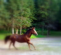 Le plus gros défaut que je trouve à ma jument...c'est son galop! 

Physiquement,elle est raide du derrière au galop donc dans un cercle c'est pas...