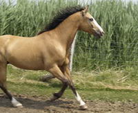 bin moi jaime bien 
1- Isabelle
2-Tobiano 
3-noir ou le gris ke jaime bien aussi