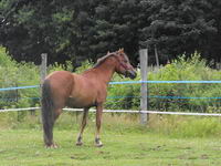 Chevaal13=> La tite blanche, c'est pas une ponette XD

De toute fa&ccedil;on, le plus beau, c'est Magic, ma demi-pension.