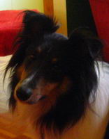 Moi c'est un Berger Des Shetlands ou comme beaucoup de personne les appellent '' mini colley'' ou '' un p'tit Lassie''  
Elle s'appelle Dixie et...