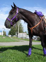 Si tu vas voir dans mes photos (j'ai moi-m&ecirc;me un cheval noir et j'ai plut&ocirc;t une game &eacute;largie de kit de couleur... je t'en met quelques uns ci...