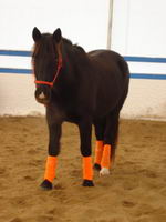 kit orange (et dautre photo a venir) :