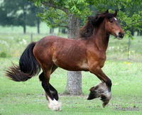 Oui le m&eacute;lange de d'autre race de chevaux avec les irish cob donne beau a ce que j'ai vu....ils s'apellent les gypsy sport horse !! et j'Ai &eacute;crit a...