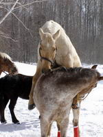 Allo Gaetan!
Mon ancien cheval est un hongre QH qui a brid&eacute; jusqu'&agrave; l'&acirc;ge de 4 ans s&ucirc;r peut &ecirc;tre 5 ans, par la suite il a &eacute;t&eacute; castr&eacute;.
Je l'ai...