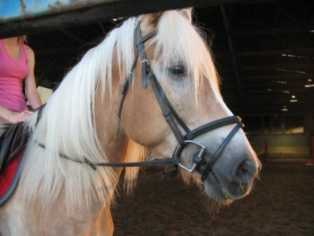 La crinière de mon grand garçon  :-)  (L) 