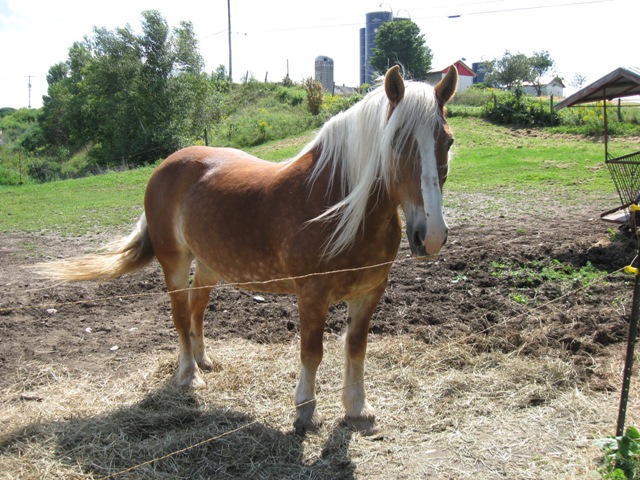 et voici la crinière de ma sexy blond  :-D  (L) 