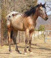 moi jadore  lappaloosa  a cause de leurs couleurs!!!
surtout les snowflake!!!