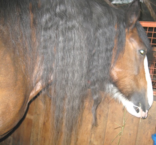 La crinière de ma jument Joly (Clydesdale)   ;-) 