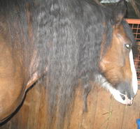La crinière de ma jument Joly (Clydesdale)