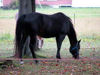 Un cheval, c'est comme les humains, certains vieillissent en beaut&eacute; et c'est tr&egrave;s relatif.

Je met une photo de ma jument QH enr. Elle a 21 ans et...
