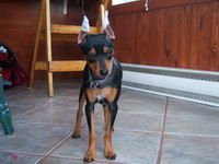 Le mien sapelle monster sest un pinsher , ( doberman nain) je lai depuis quil ets tout b&eacute;b&eacute; le voila    les oreille fraichement couper