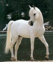 Personne aime l'arabe ! Son tellement beau !!!