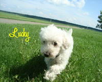 Moi ma petite pitounee s'appelle Lucky et c'est un petit caniche miniature! Elle est blanche et je l'ai depuis qu'elle est toute b&eacute;b&eacute;(2 mois). Elle a...