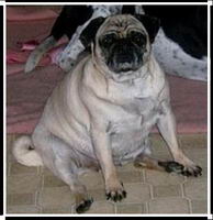 Voici Charlotte,une carlin (Pug) c'est la seule qui m'reste, l'autre est d&eacute;c&eacute;d&eacute; il y a 2 semaines....