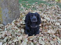 Moi c'est Chanelle, une cocker noire de 4 ans :D

Elle est super gentille, affectueuse, toutoune, je l'adore!