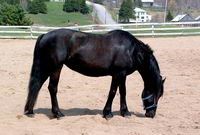 Moi j'en poss&egrave;de une et c'est le meilleur cheval que j'ai eue. Elle a un super doux caract&egrave;re, elle est forte, super &agrave; l'&eacute;coute, polyvalente,...