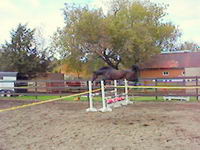 Jument 10 ans Standardbred