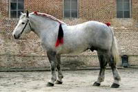 Le tressage d'exposition sur un percheron se fait avec des rubans rouges, queue attach&eacute;e et je crois que lousse &ccedil;a se peut, comme sur la photo que je...