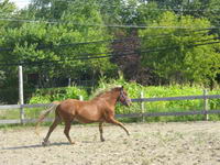 bein oui cest pour sa que jsuis sur le sujet races...
voici une autre photo au cas ou