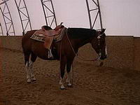 Salut
Ma juemnt son nom est Lesa Baby Jane, c'est une paint horse enr de 12 ans! Elle est dompt&eacute; cavalier 4, en entra&icirc;nement pour le reining! C'est...