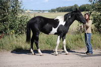 Mon cheval Eclipse 2 ans