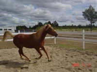 sheza notre petite jument de 14 mains morgan crois&eacute;e, 3 ans
