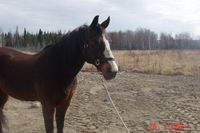Prince, 18 ans un cheval que nous avons "achet&eacute;". nous allons l.avoir bientot