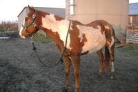 sultan;Sorel Overo