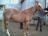 Et voici le cheval qui arrive demain et qui est suppos&eacute; la remplacer dans ma vie... mais j'en doute pour l'instant...