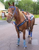 jai eu 16 chevaux dans ma vie . joublirai jamais chacun deux car il mon tous aporter un petit quelque chose . jen ai cing qui mon sans doute marquer...