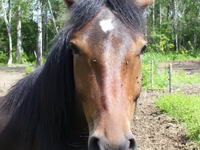 ensuite en meme temp nous avon s acheter son demi frere lucky que nous posedon depuis 5 ans aussie on la eu alors qui avait 10 jour!

canadien x...