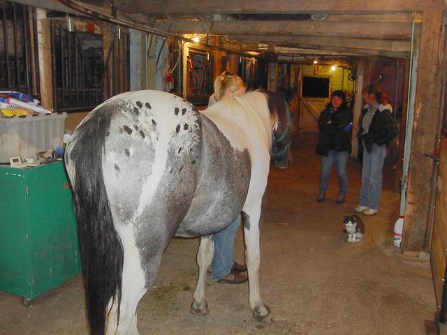 PaintXappaloosa !! pour moi 
