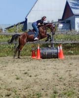 Effectivement Lexiitron !
je suis d'Accord avec parce que mon cheval saute, fait du dressage et du gymkhana. POur l'instant il ne fait que de la...