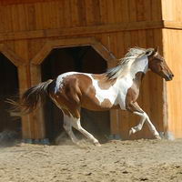 Un beau Paint Tobiano, brun et blanc avec la crini&egrave;re blonde ! &Ccedil;a, c'est mon cheval de r&ecirc;ve !   

     Mais j'y pense ! Je l'ai mon cheval de...