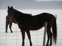 Je ne peux que te donner mon avis en fonction du mien    Il a 14 ans ( 15 en avril) et je l'ai achet&eacute; &agrave; 10.  C'est un cheval tr&egrave;s agile, il vire sur...