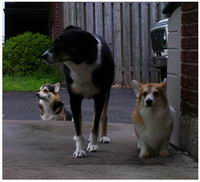 Moi j'ai 2 Pembroke Welsh corgi
Zakk et Megan

J'ai aussi un crois&eacute; berger allemand/husky/colley
Willy