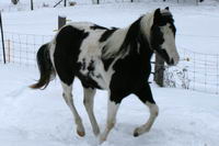 J'ai une paint enregistr&eacute;e, noir et blanc tobiano, 50/50, double homozygothe (patron et g&egrave;ne noir) son p&egrave;re a &eacute;t&eacute; vendu en France, il a &eacute;t&eacute; champion...