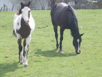 meton que je regardais comme sa et se cheval ma attacher     sa mere &eacute;tais noir et son pere blanc et ses un paint brun ? blanc peu de noir