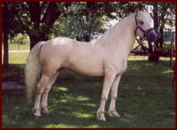 J'ai finis par trouver ma r&eacute;ponse! Les chevaux bai, alezan et noir n'ont pas de dilution.

Mais l'&eacute;talon qui a saillie la jument noir est...